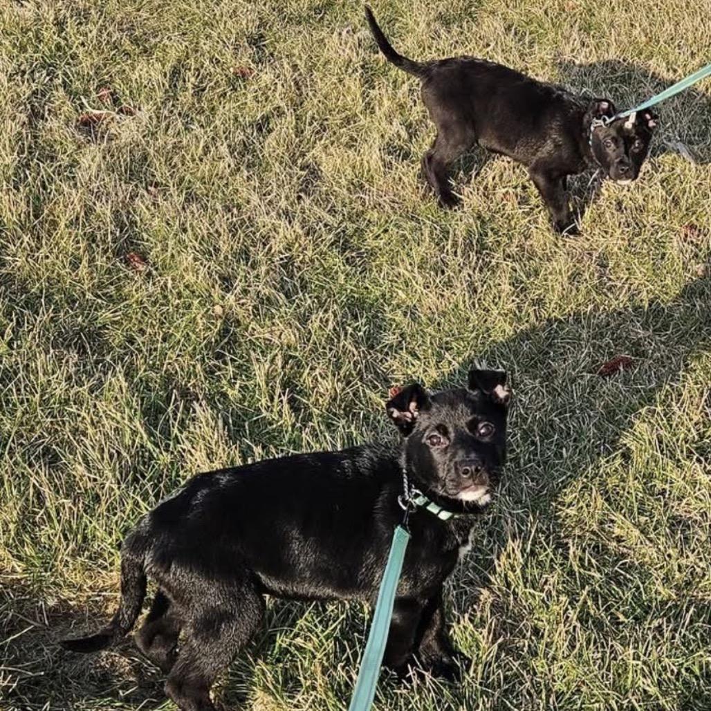 Lucy, Adoptable, Puppy Female German Shepherd Dog & Black Labrador Retriever.
