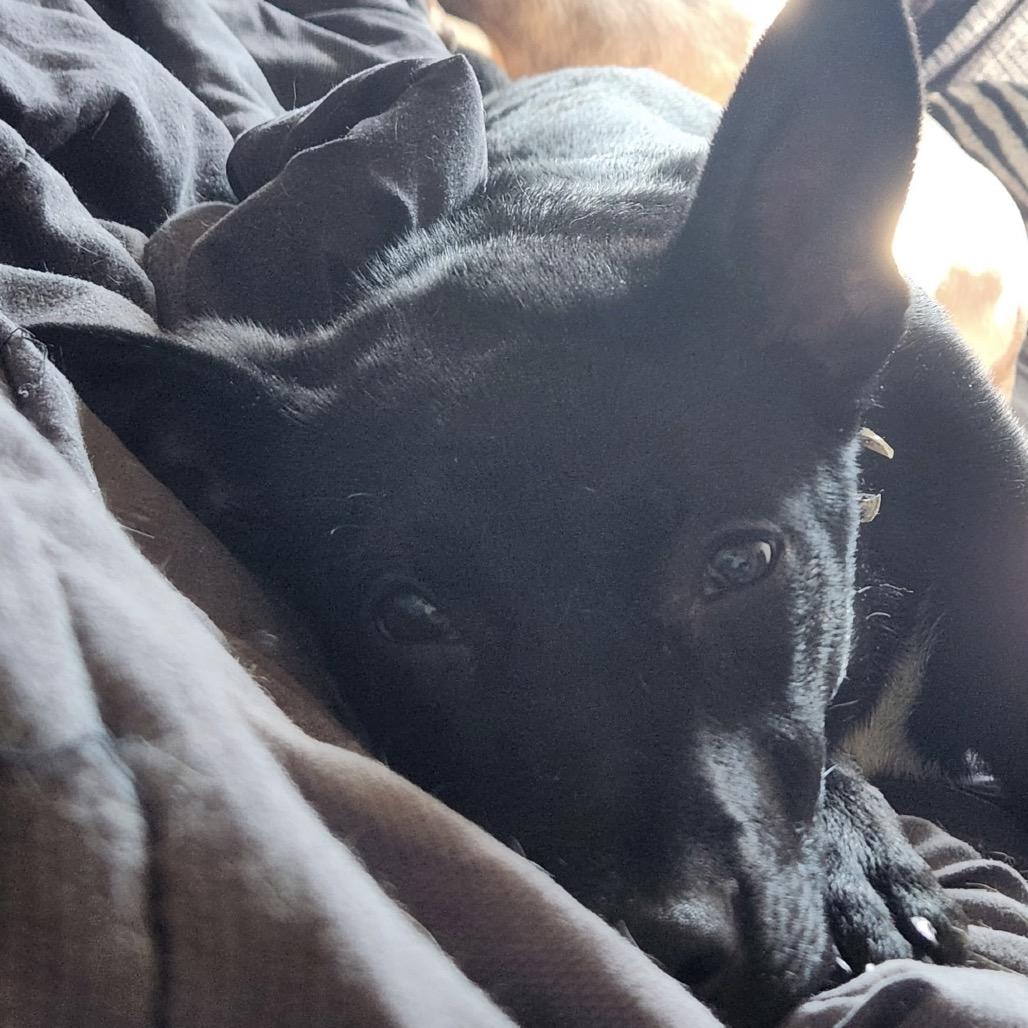 Lucy, a Adoptable mixed breed in Monroe, MI image 2/4