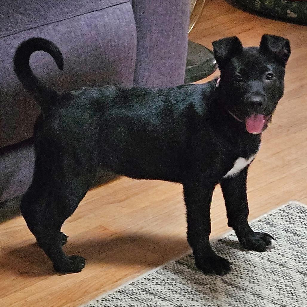 Lucy, a Adoptable mixed breed in Monroe, MI image 4/4