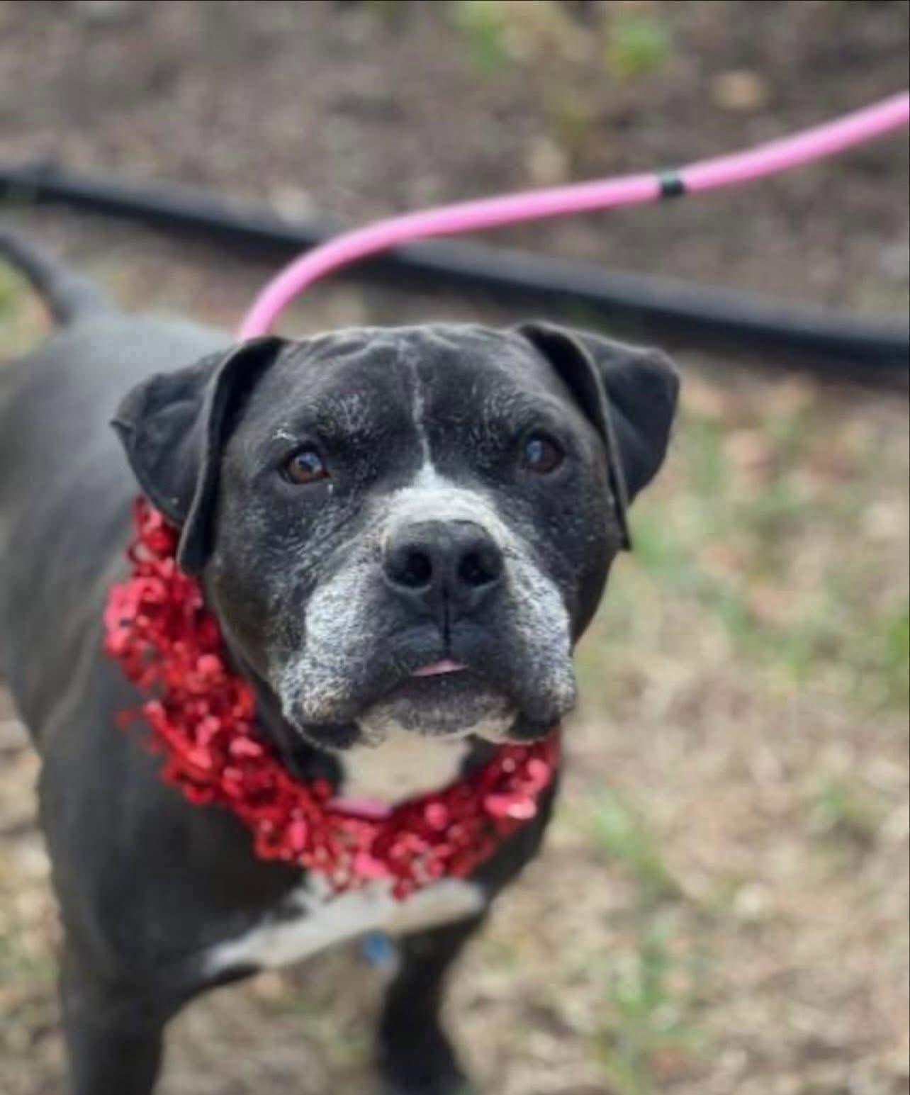 King, a Adoptable mixed breed in highlands ranch, CO image 3/5