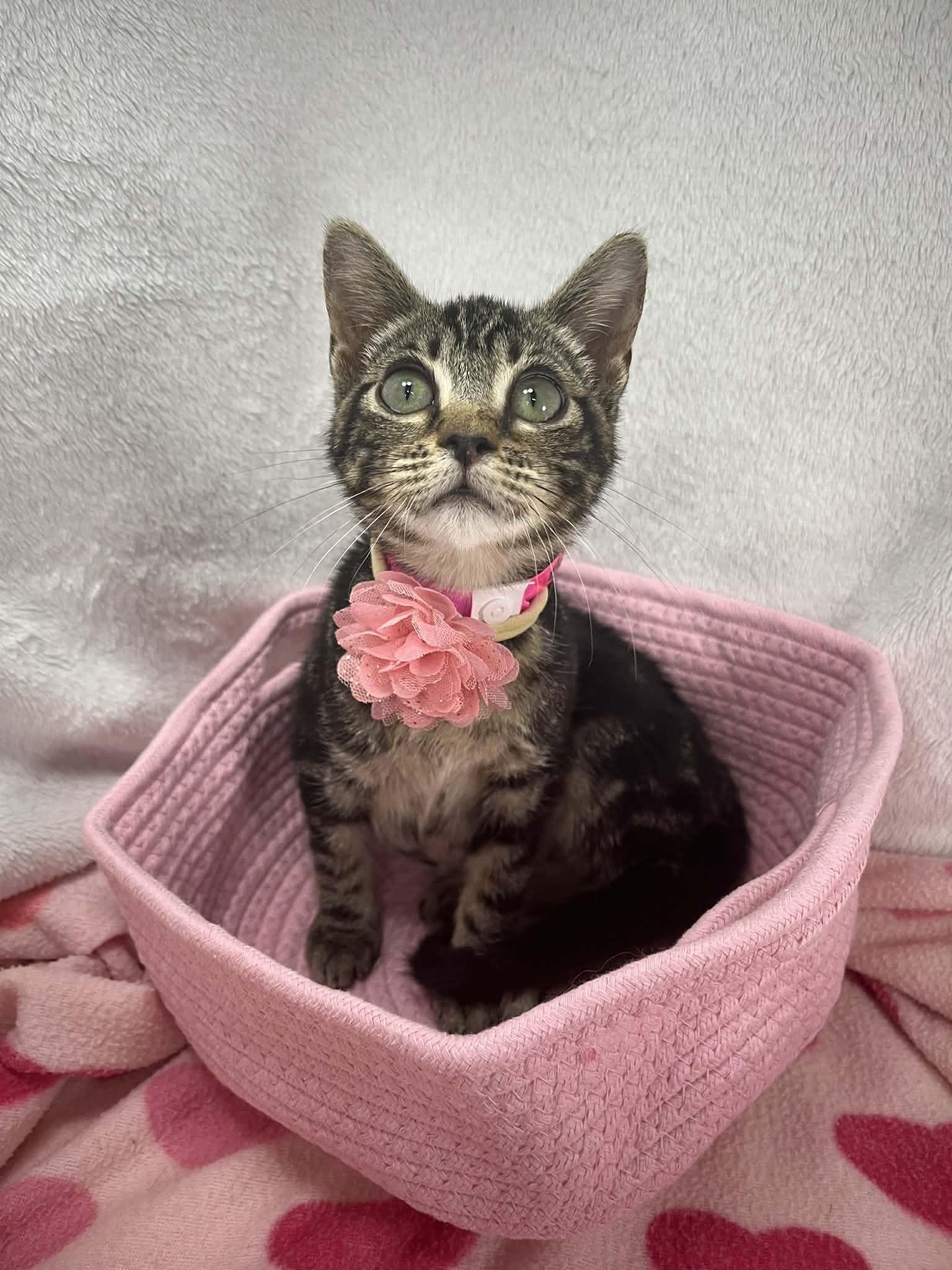 Blynken, ADOPTABLE, Kitten Female Tabby.