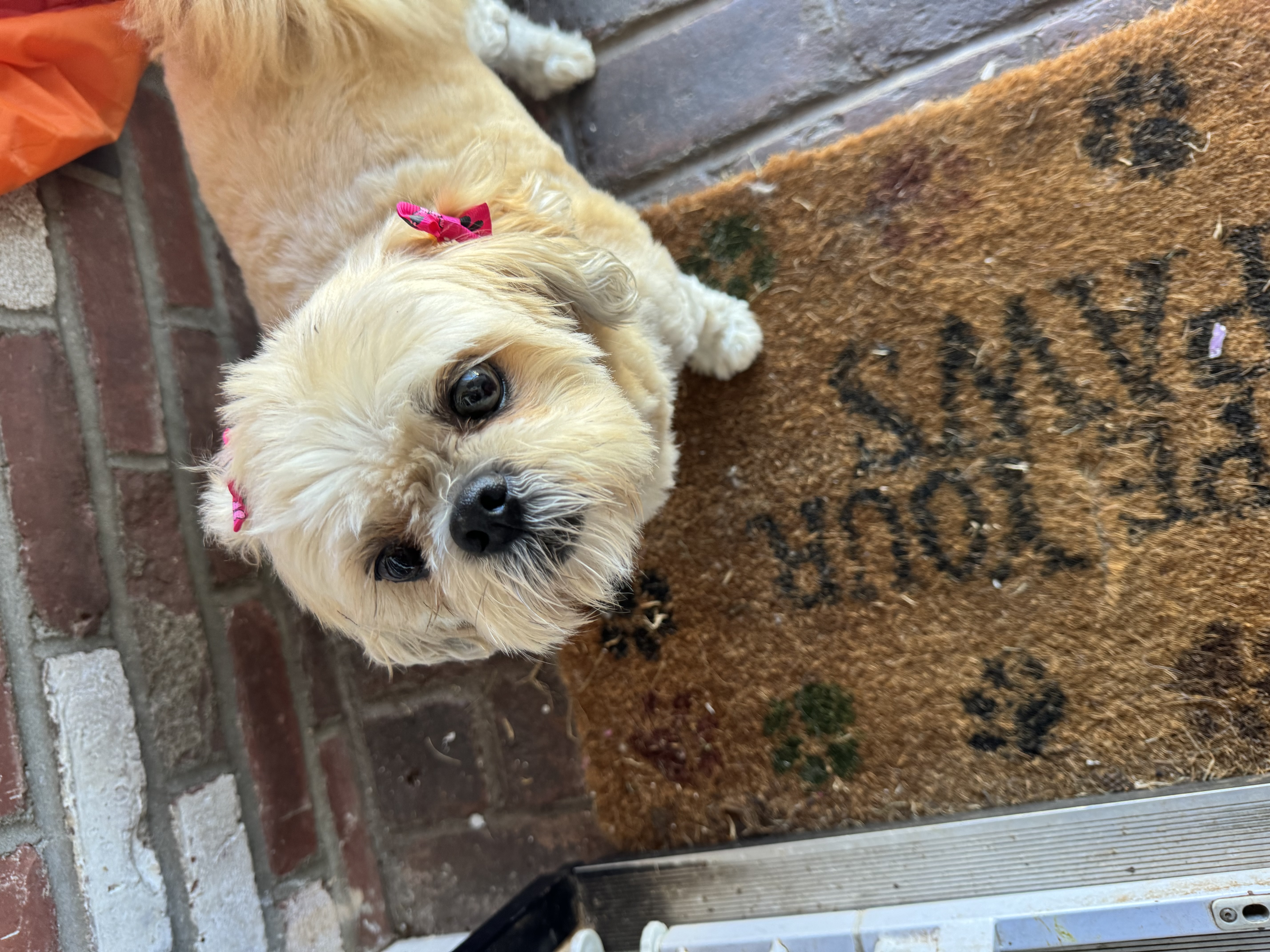 Millie, a Adopted Shih Tzu in San Diego, CA image 1/6