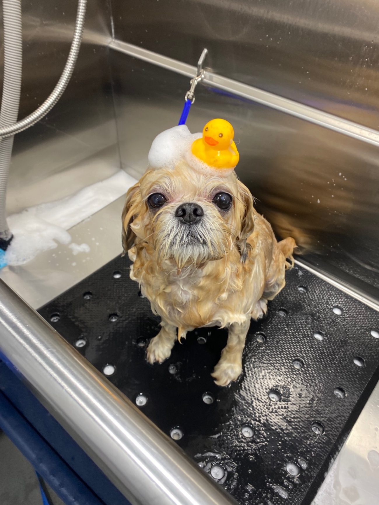 Millie, a Adopted Shih Tzu in San Diego, CA image 2/6