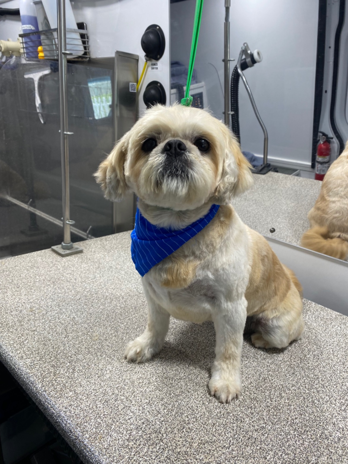 Millie, a Adopted Shih Tzu in San Diego, CA image 3/6