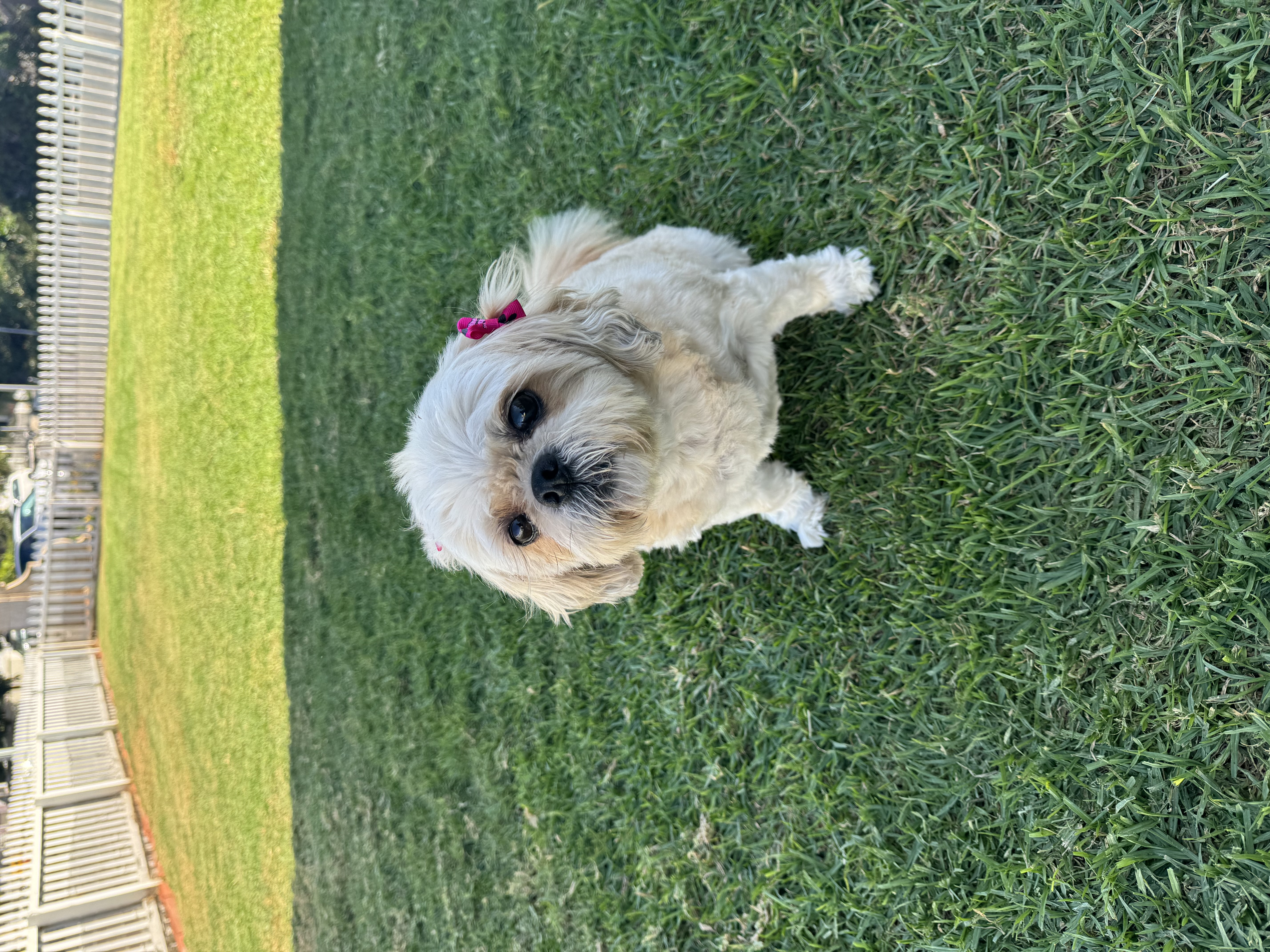 Millie, a Adopted Shih Tzu in San Diego, CA image 5/6