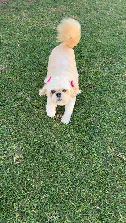 Enlarge Millie, a Adopted Shih Tzu in San Diego, CA video 6/6