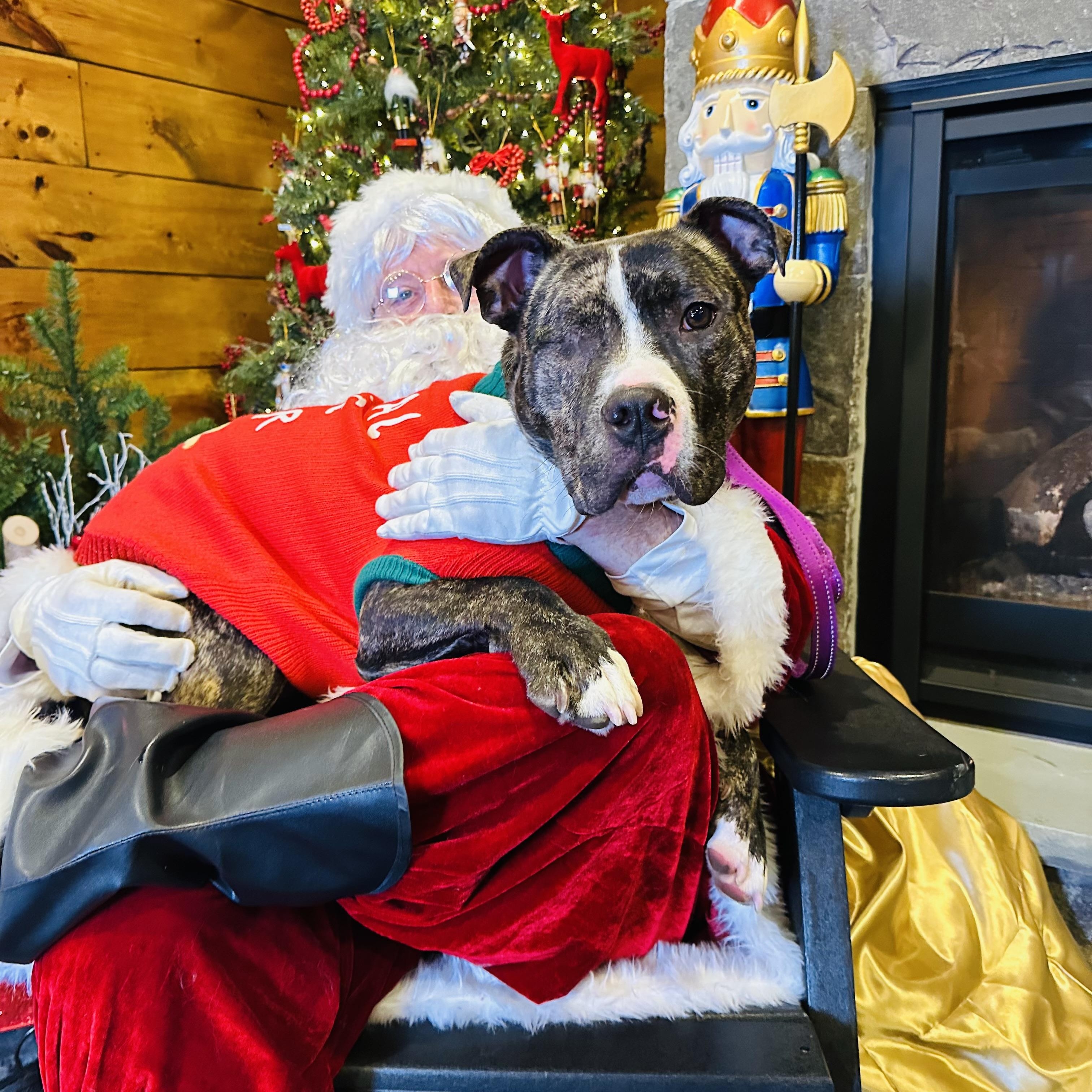 Enlarge Albert, an adopted mixed breed in Bedminster, NJ image 1/6