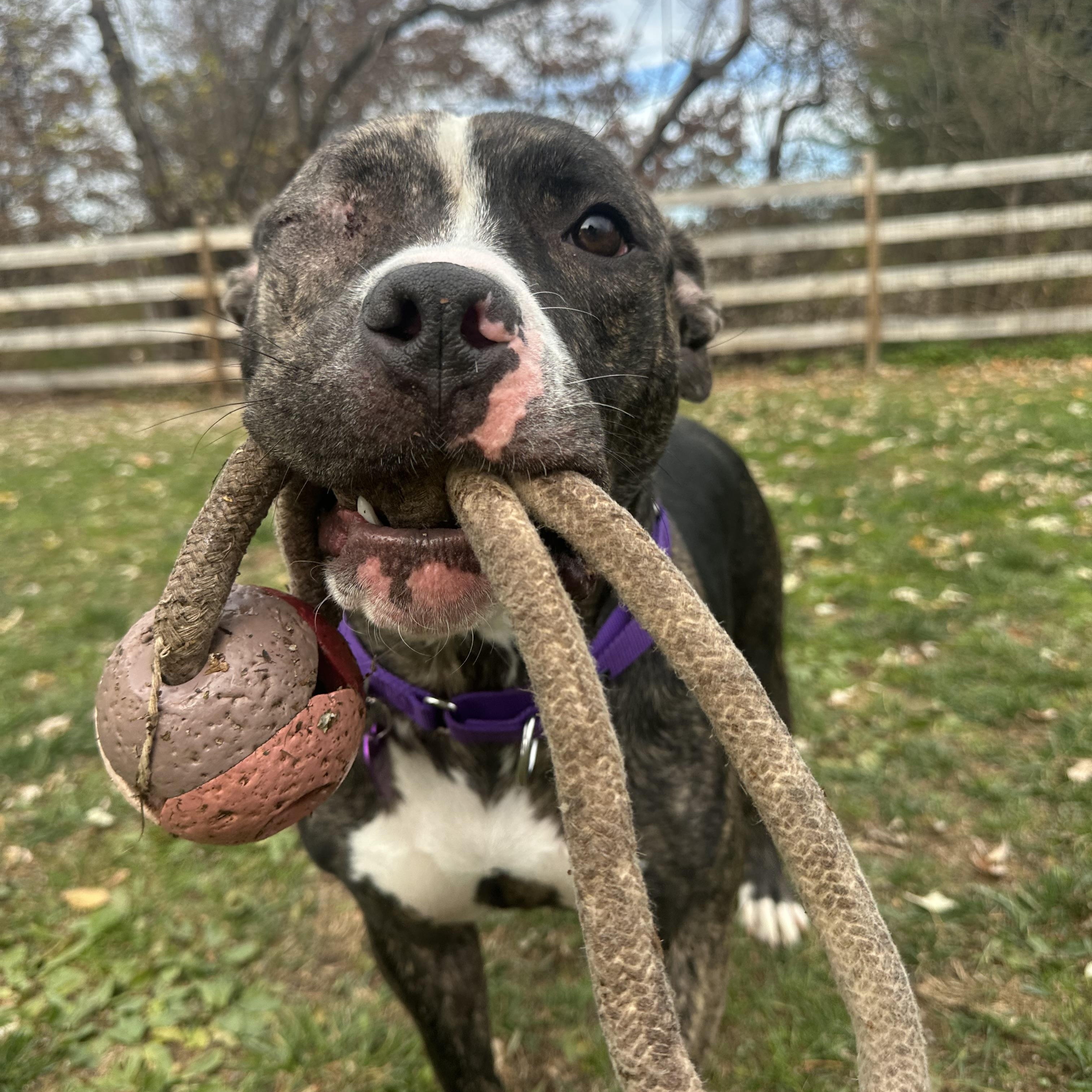 Enlarge Albert, an adopted mixed breed in Bedminster, NJ image 2/6