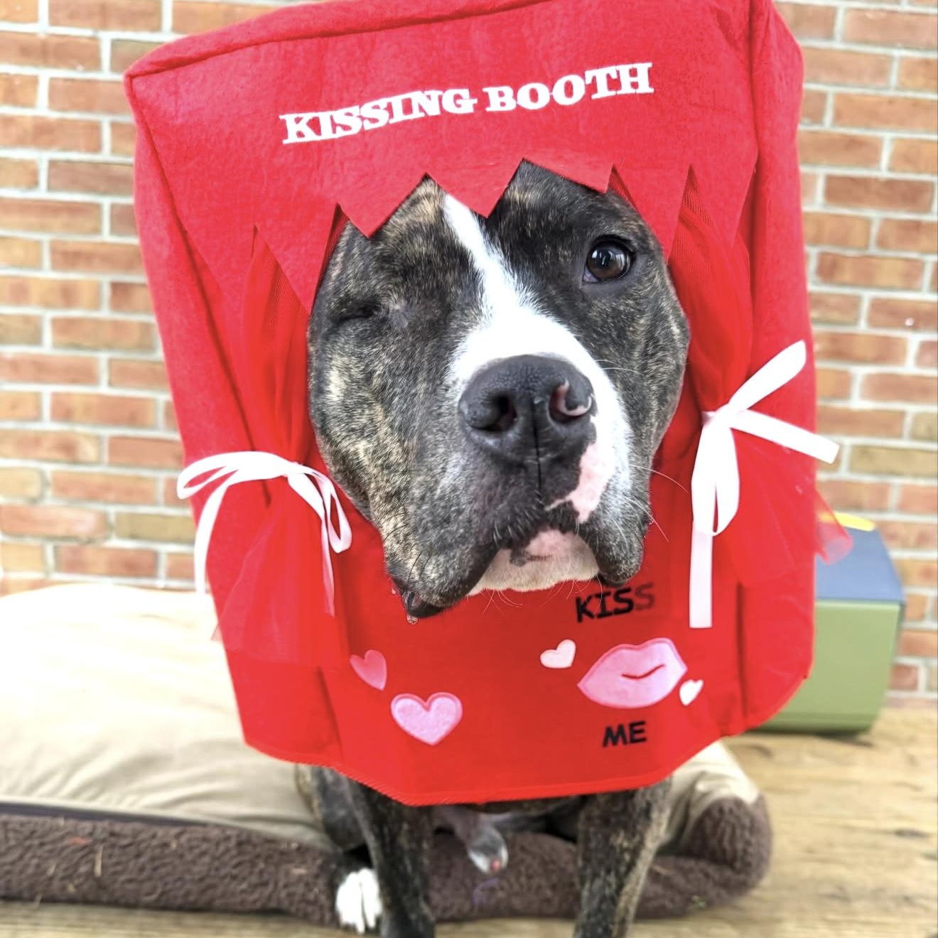 Albert, adoptable, Young Male American Staffordshire Terrier.