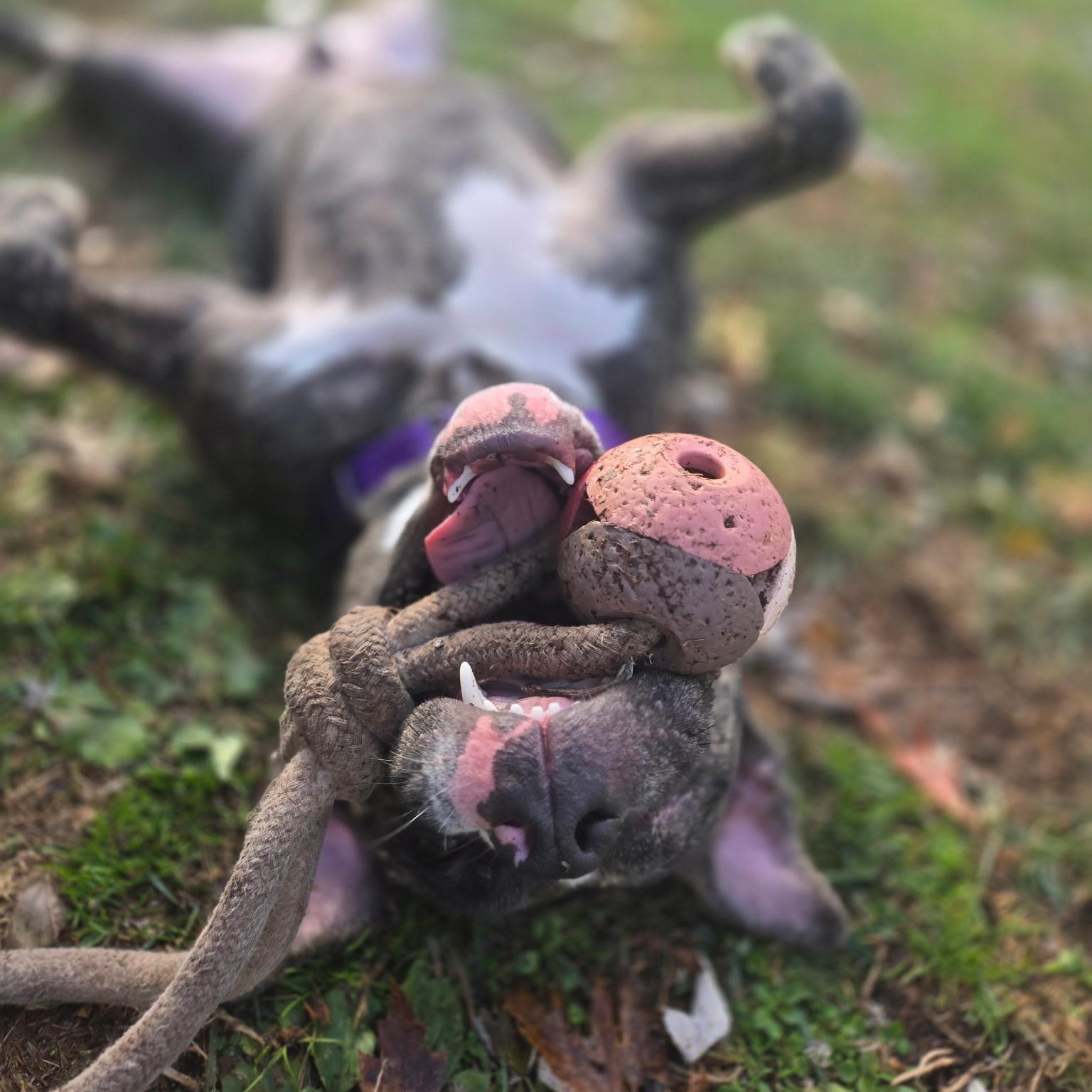 Enlarge Albert, an adopted mixed breed in Bedminster, NJ image 4/6