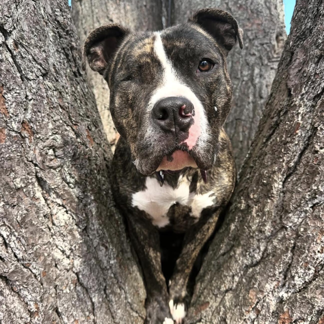 Enlarge Albert, an adopted mixed breed in Bedminster, NJ image 1/6
