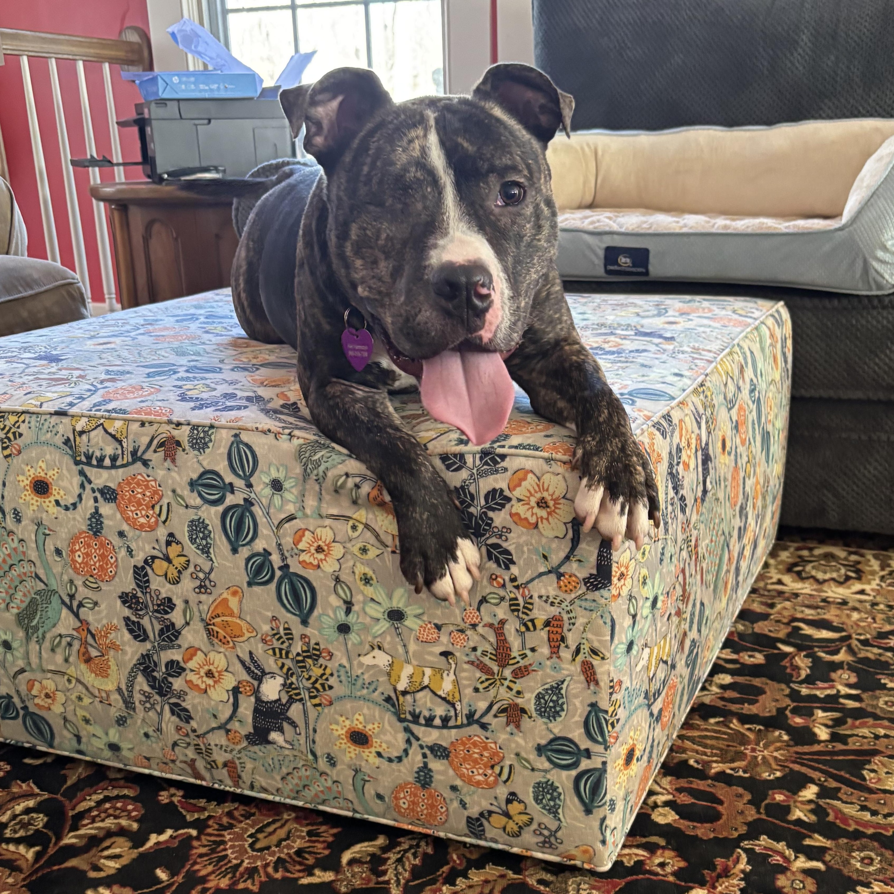 Enlarge Albert, an adopted mixed breed in Bedminster, NJ image 6/6