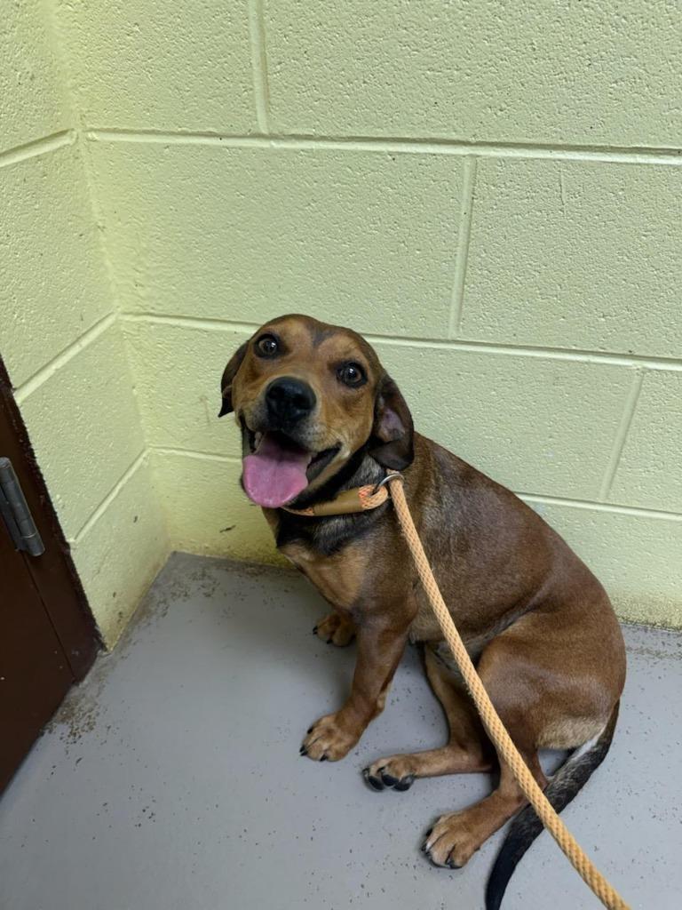 DOLLY, Adopted, Adult Female Beagle.