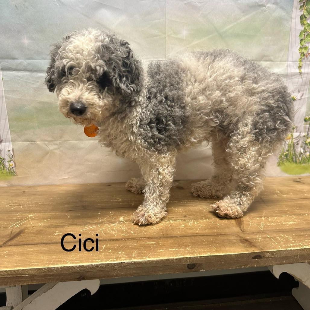 Enlarge Cici, a Adoptable mixed breed in Normal, IL image 1/3