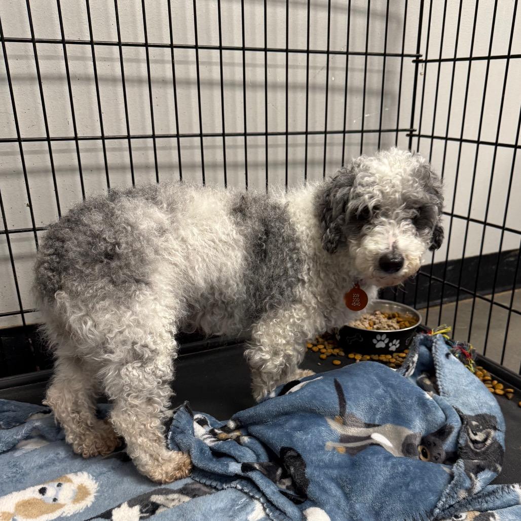 Enlarge Cici, a Adoptable mixed breed in Normal, IL image 2/3