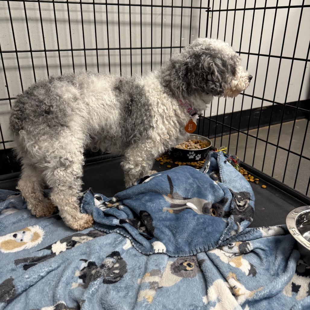 Enlarge Cici, a Adoptable mixed breed in Normal, IL image 3/3