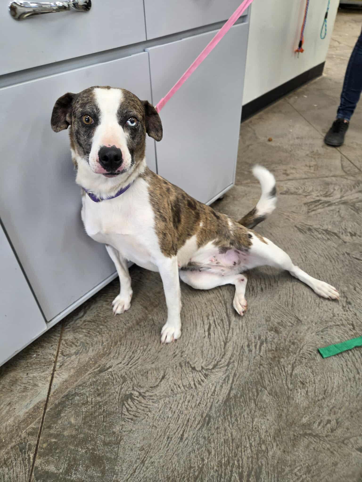 Cleo, an adoptable Mixed Breed in Roosevelt, UT, 84066 | Photo Image 1