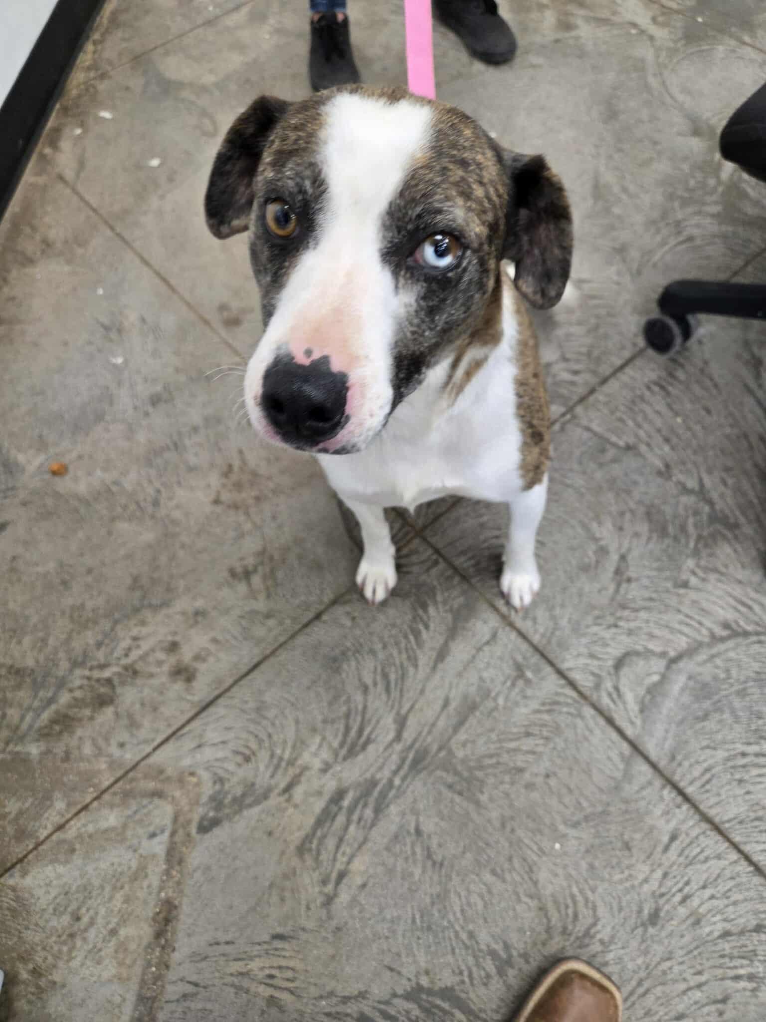 Cleo, an adoptable Mixed Breed in Roosevelt, UT, 84066 | Photo Image 2