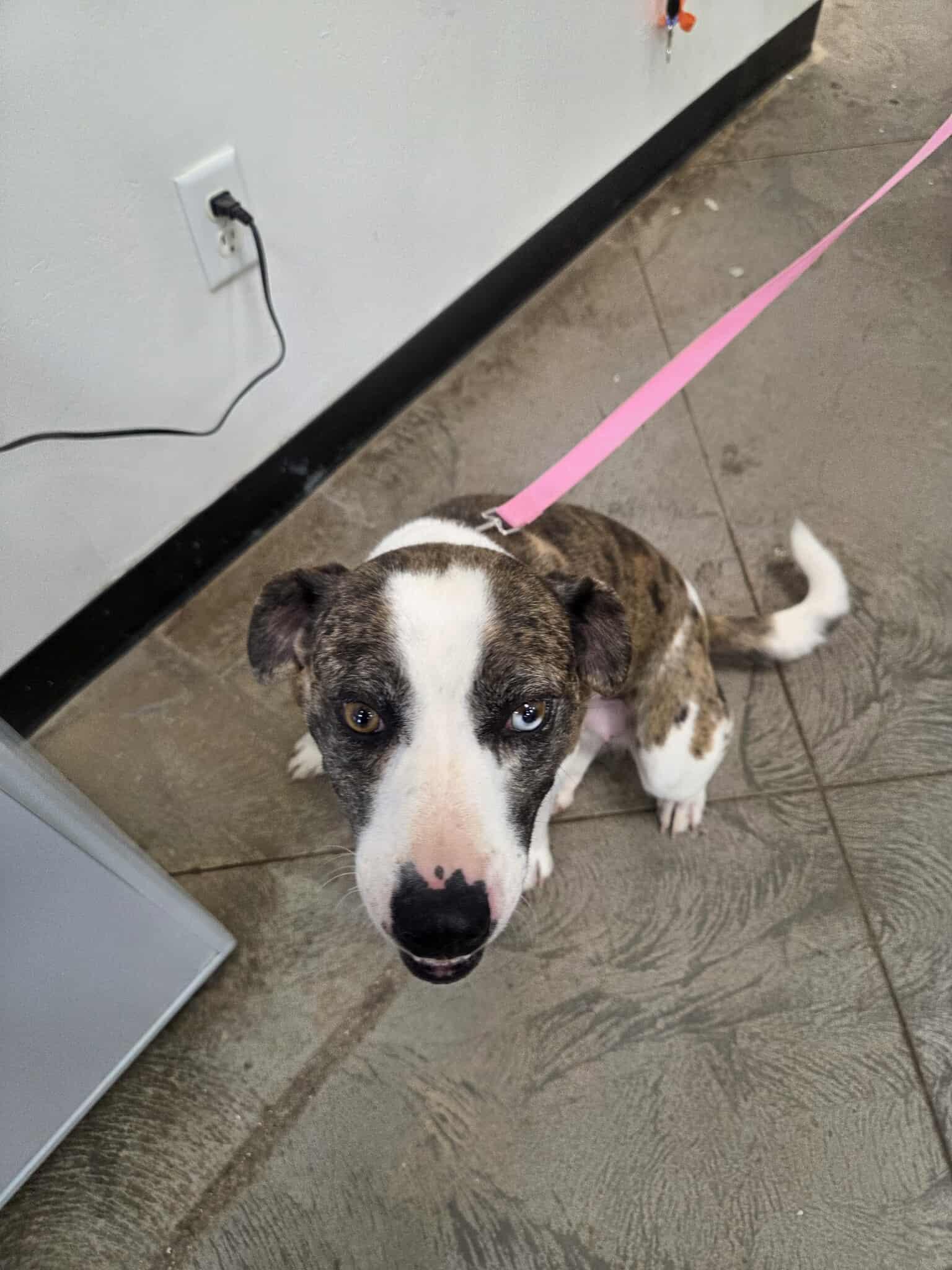 Cleo, an adoptable Mixed Breed in Roosevelt, UT, 84066 | Photo Image 3