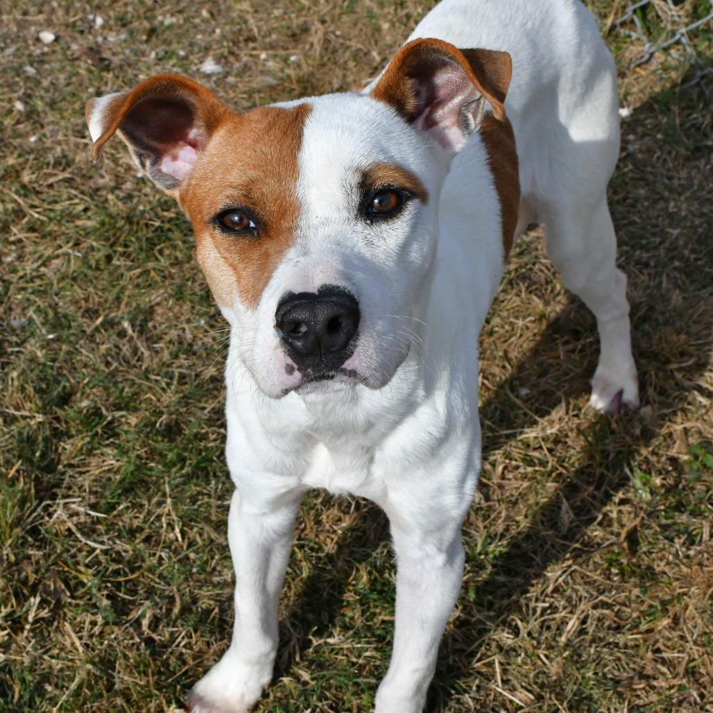 Enlarge Warner, a Adoptable Terrier in Beaumont, TX image 1/6