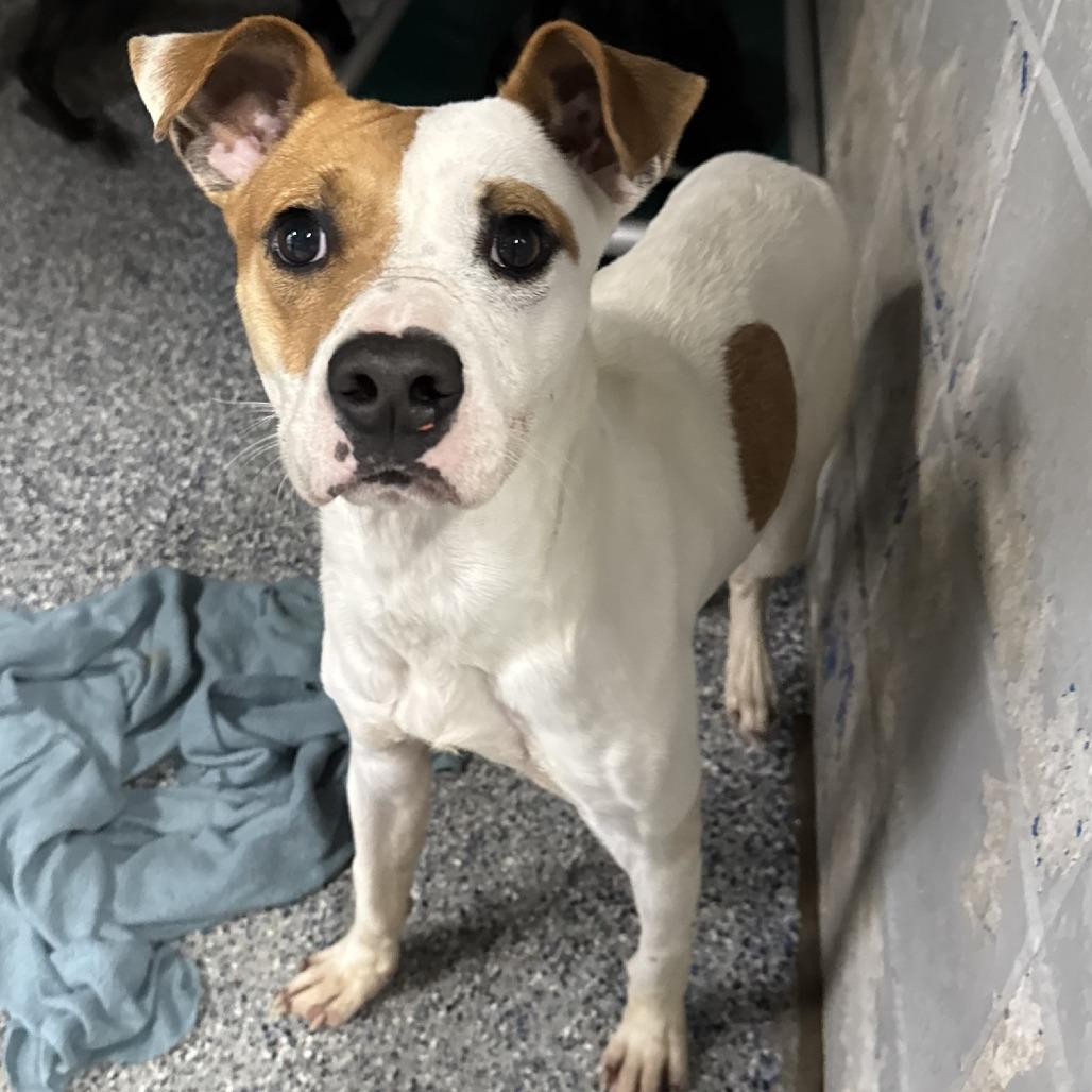 Enlarge Warner, a Adoptable Terrier in Beaumont, TX image 2/6