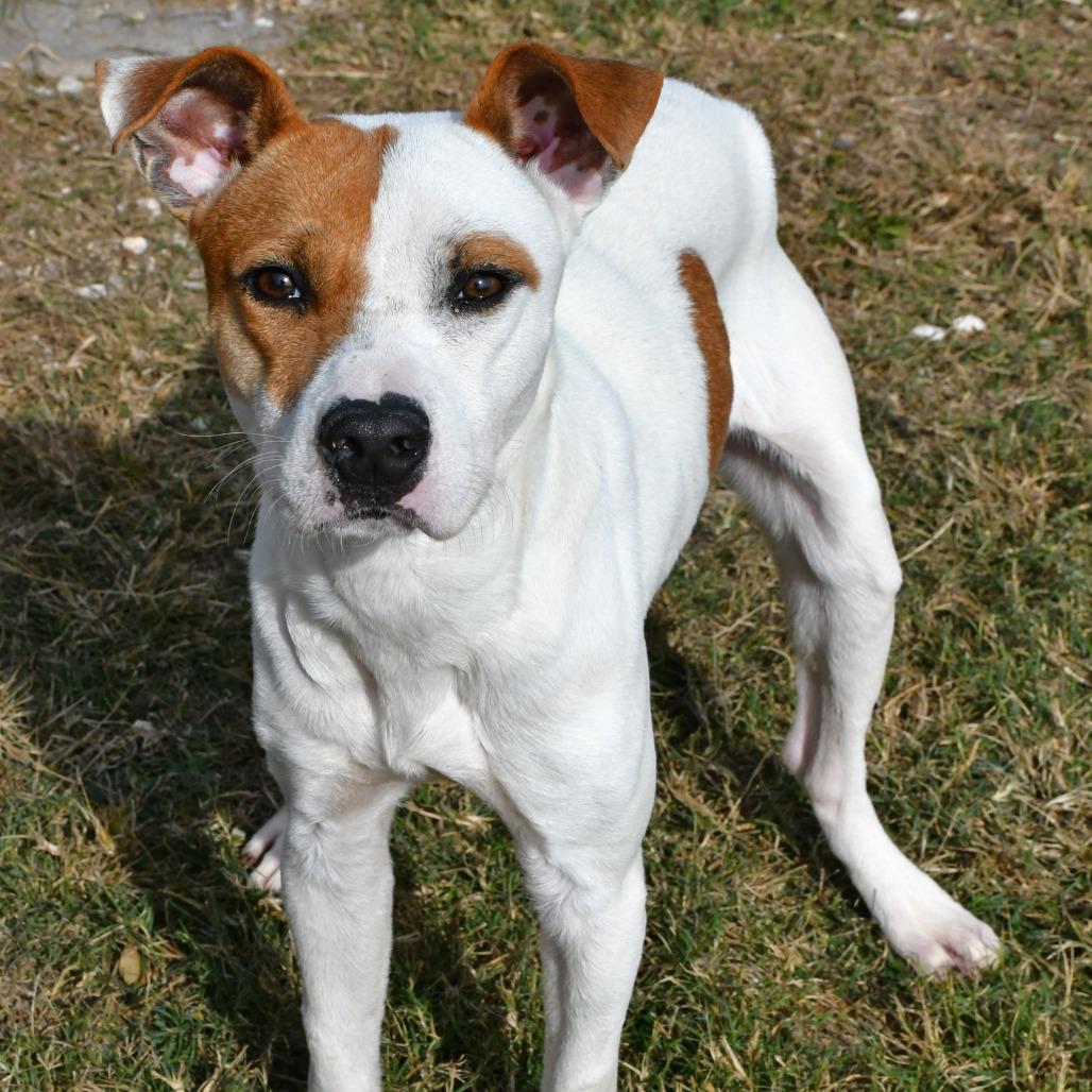 Enlarge Warner, a Adoptable Terrier in Beaumont, TX image 3/6