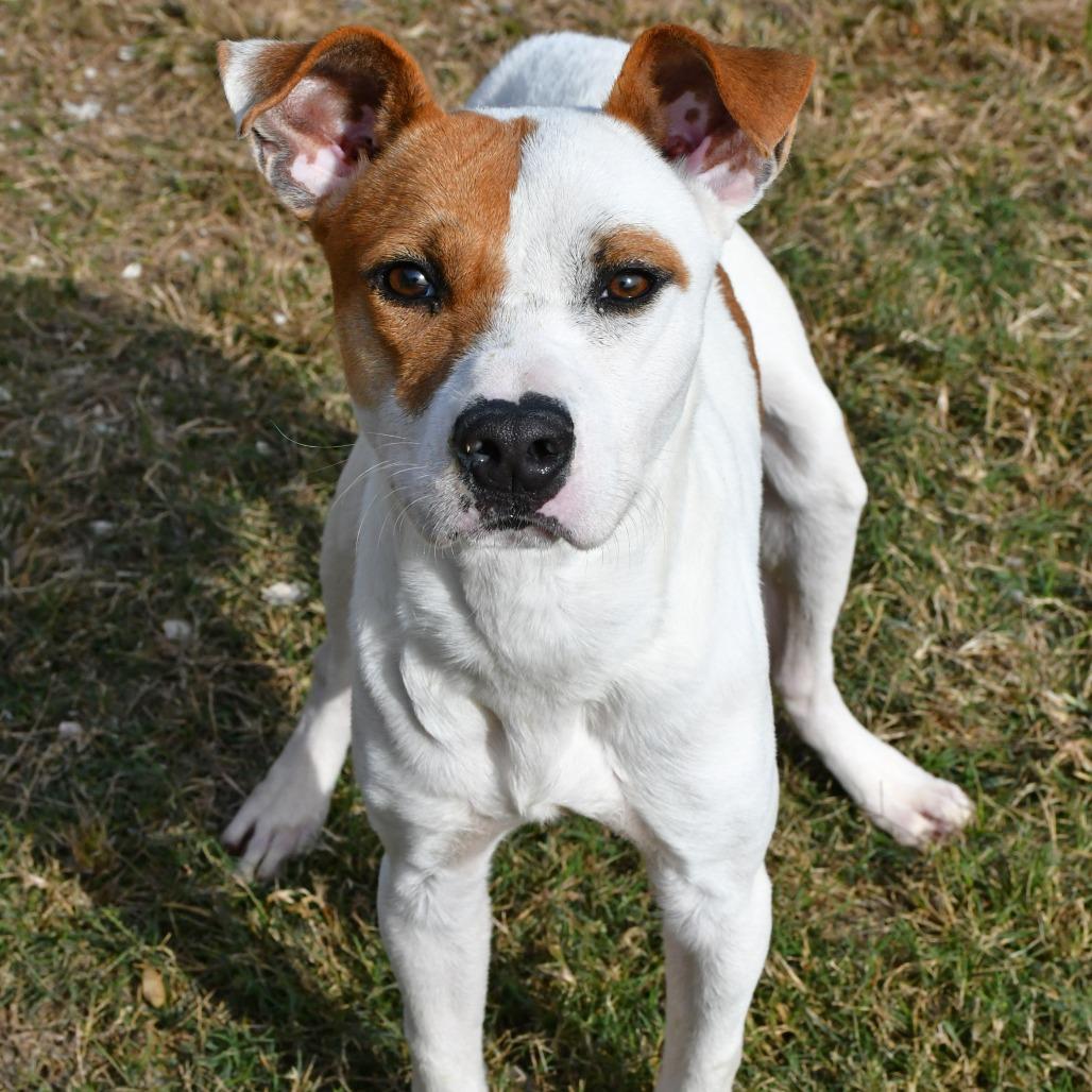 Enlarge Warner, a Adoptable Terrier in Beaumont, TX image 4/6