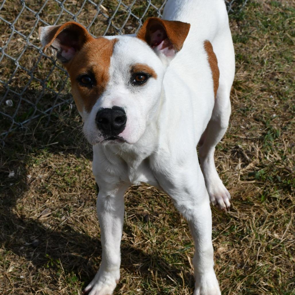 Enlarge Warner, a Adoptable Terrier in Beaumont, TX image 5/6