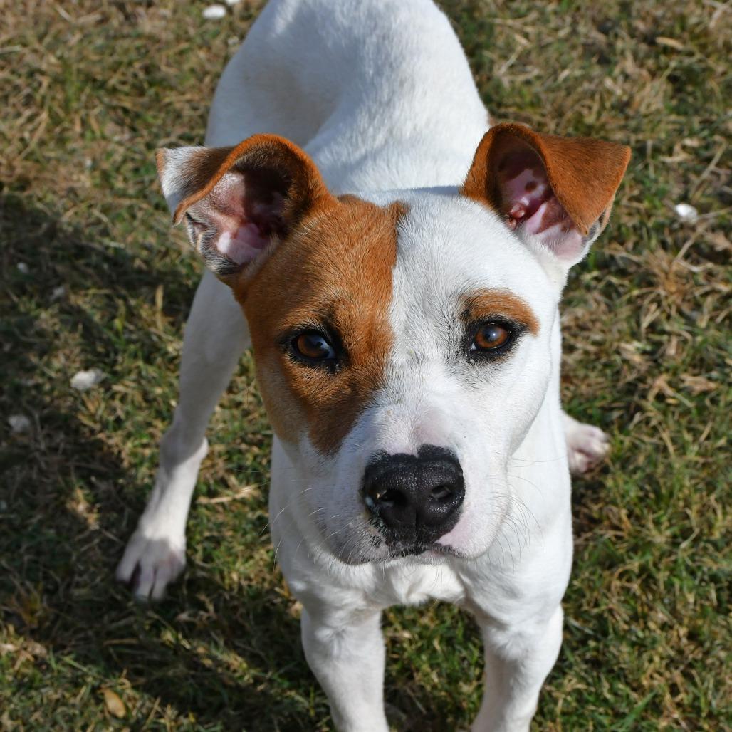 Enlarge Warner, a Adoptable Terrier in Beaumont, TX image 6/6