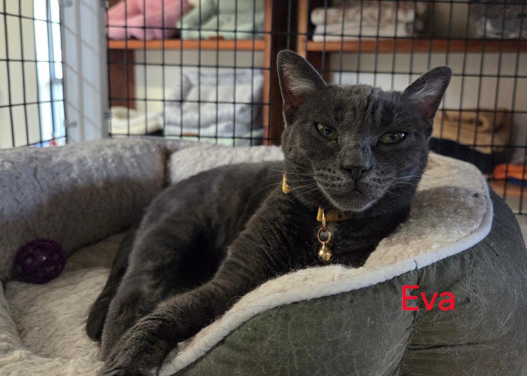 Eva, an adopted mixed breed in Las Cruces, NM image 2/2