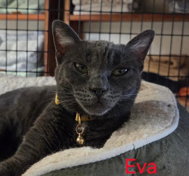 Eva, adopted, Young Female Russian Blue & Domestic Short Hair.