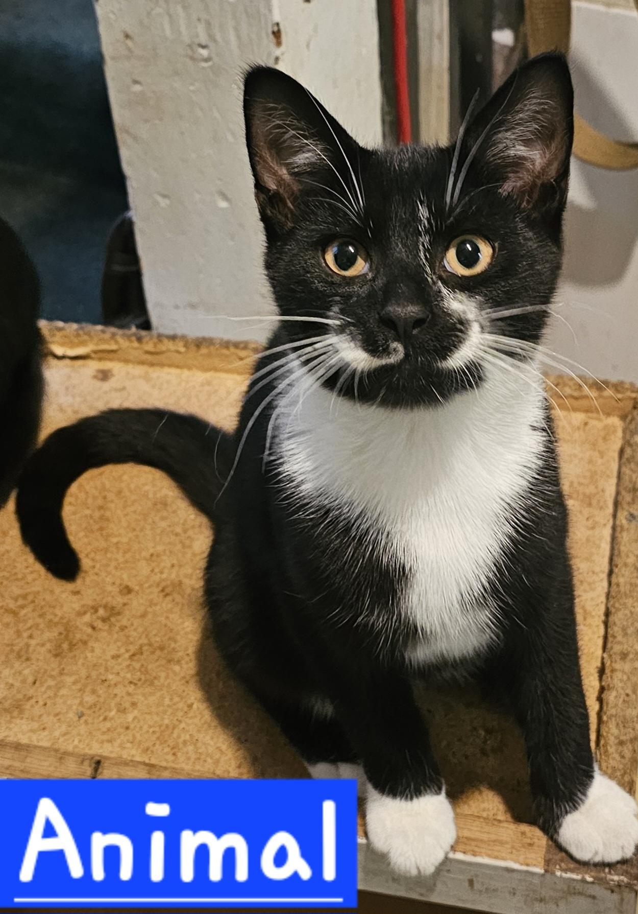 Animal, a Adoptable American Shorthair in Massillon, OH image 2/2