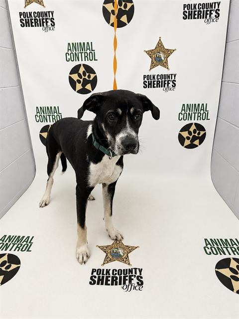 ROWAN, Adoptable, Young Male Border Collie & Mixed Breed.