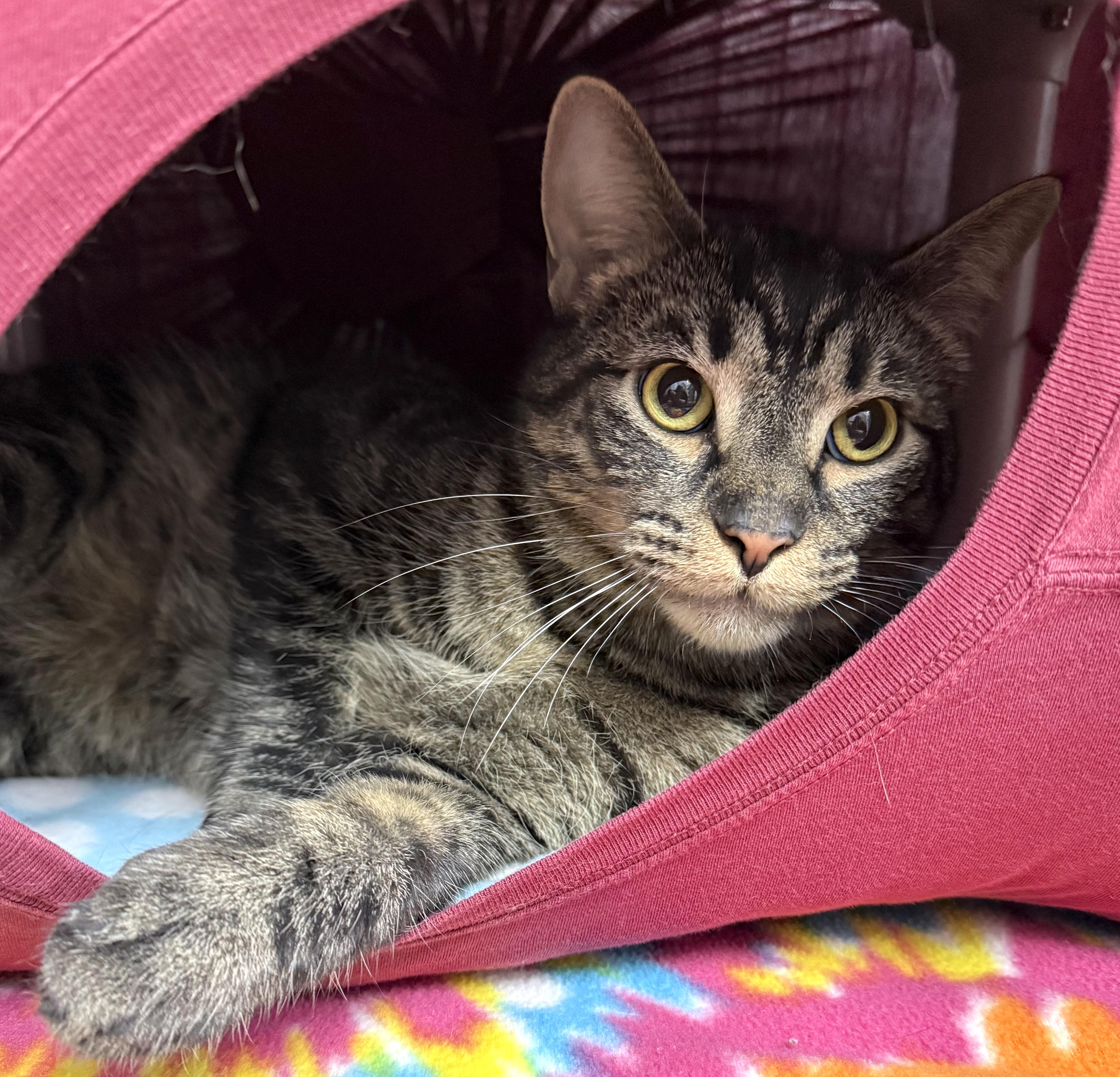 Nelix (brother to Floki), ADOPTABLE, Adult Male Domestic Short Hair.