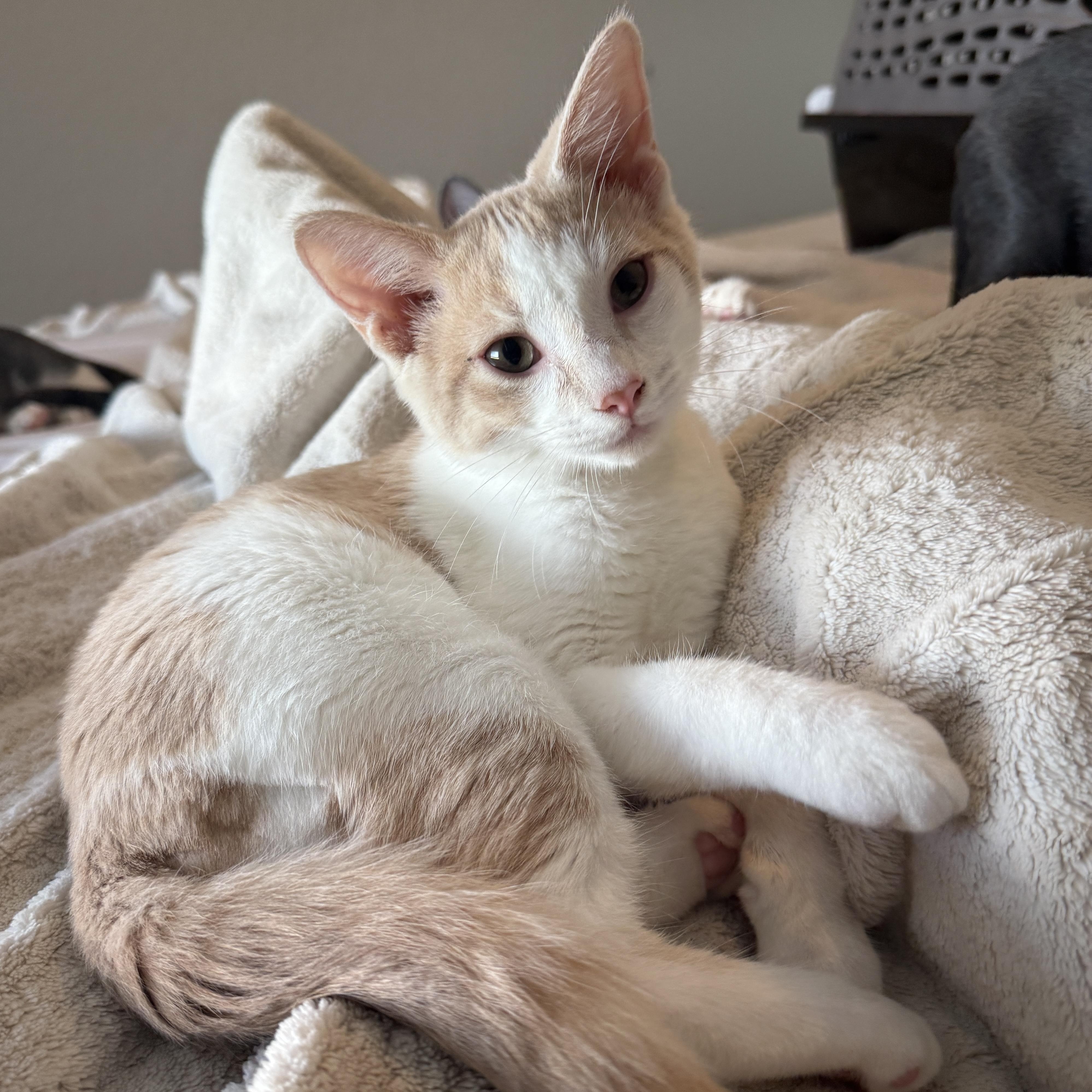 Jakey, adopted, Kitten Male Domestic Short Hair.