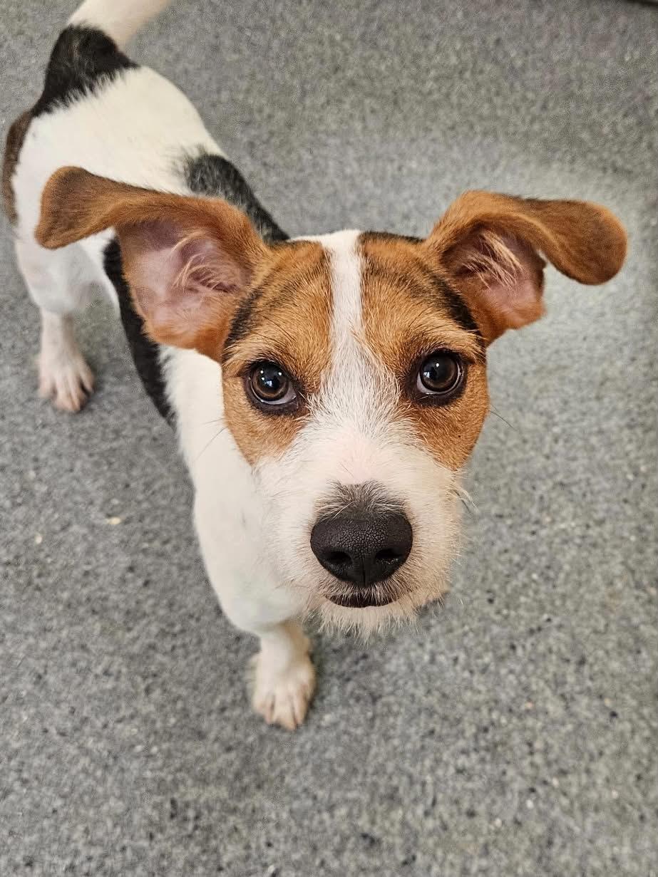Splinter, Adopted, Adult Male Jack Russell Terrier.