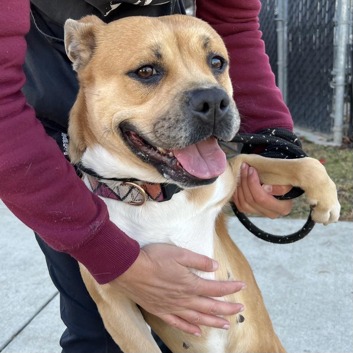 Idgie, Adopted, Adult Female Boxer.