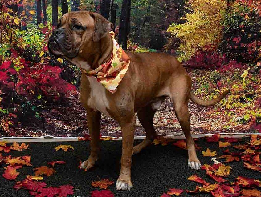 Kitty, a Adoptable mixed breed in Sanford, FL image 2/2