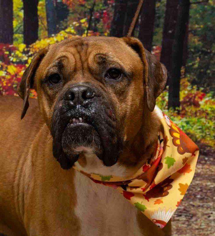 Kitty, Adoptable, Adult Male Dogue de Bordeaux.