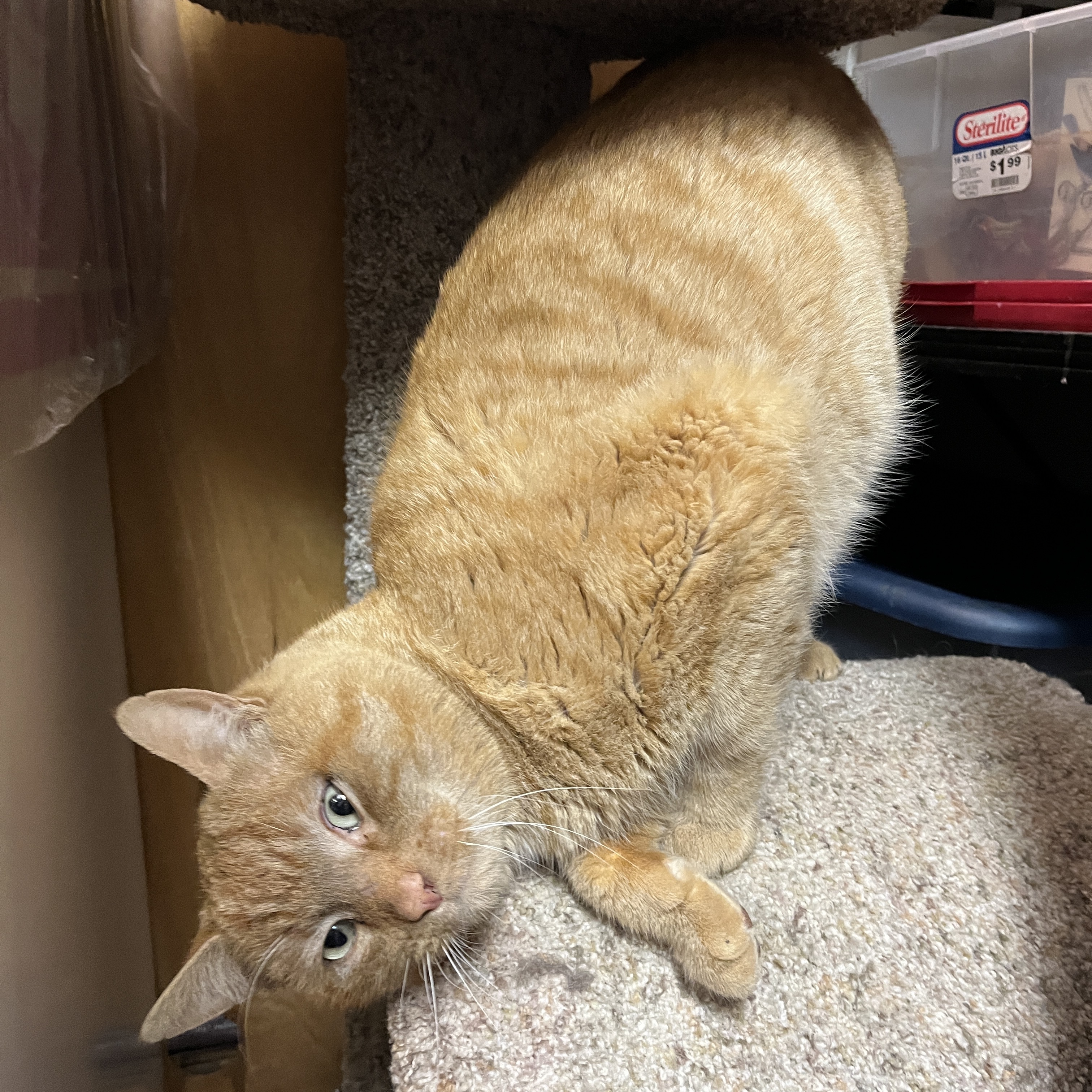 Zeus (big boy sweetheart)