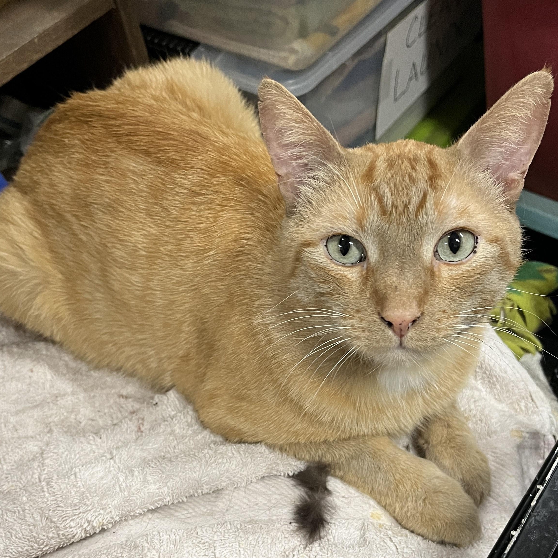 Zeus (big boy sweetheart), Adoptable, Adult Male Domestic Short Hair.