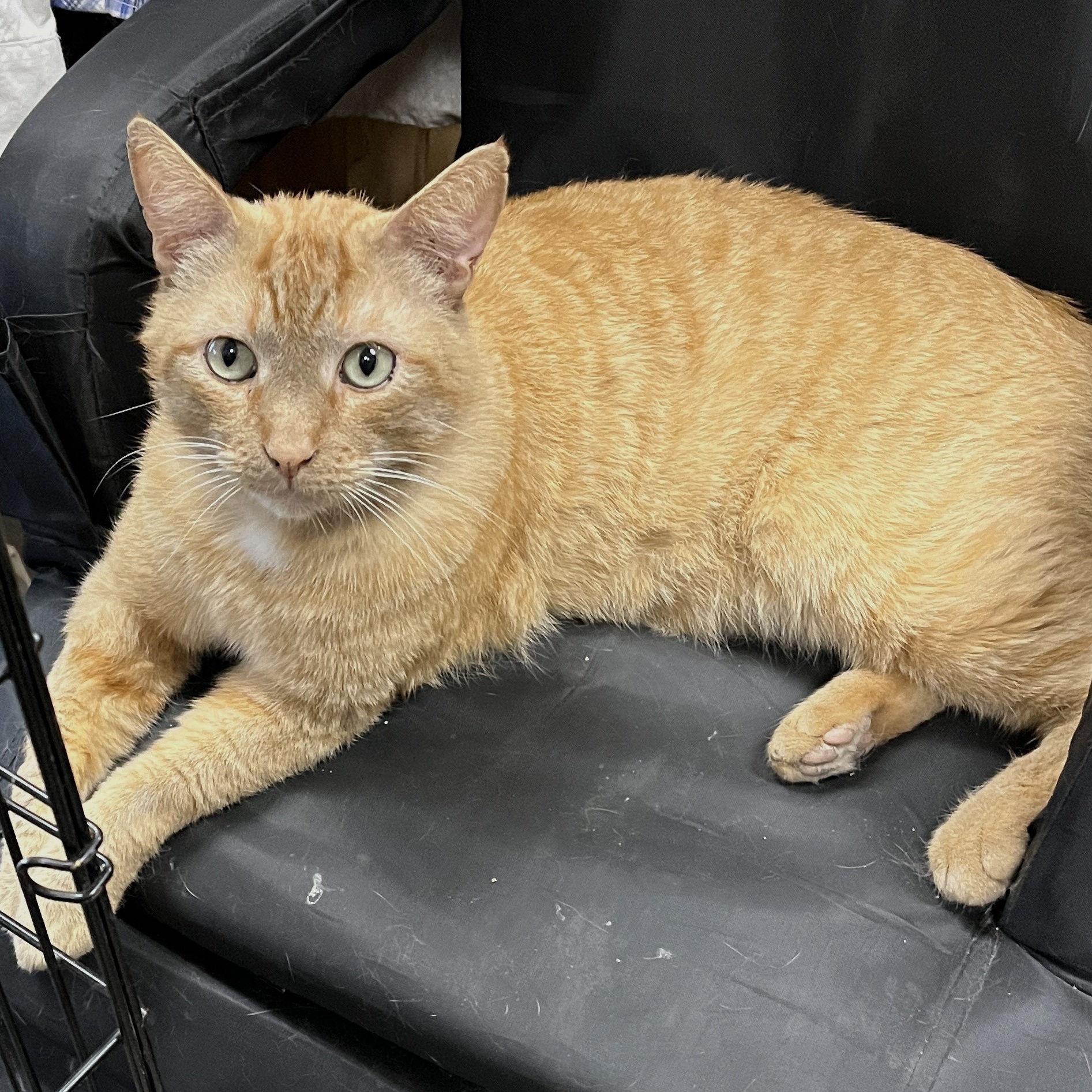 Zeus (big boy sweetheart)