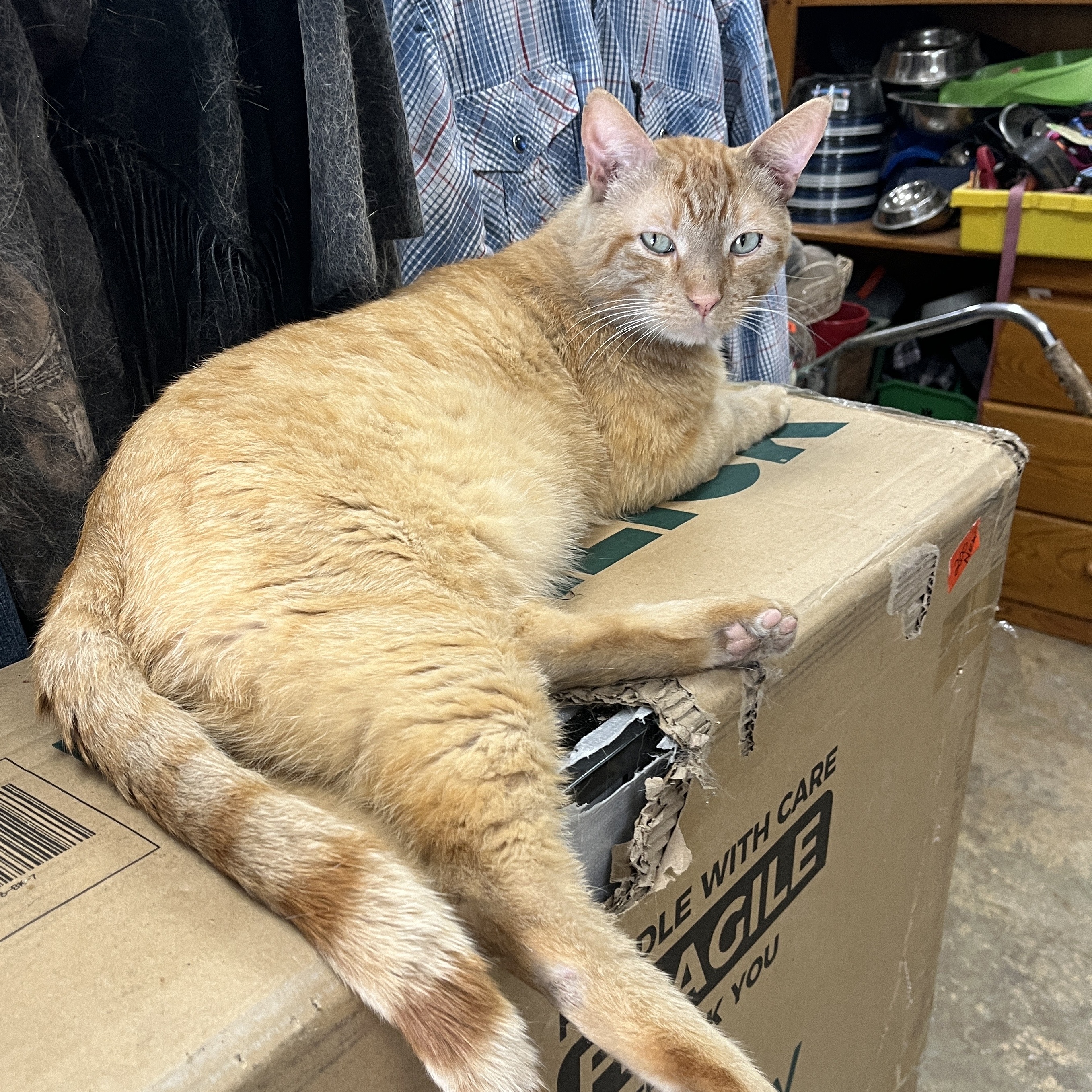 Zeus (big boy sweetheart)