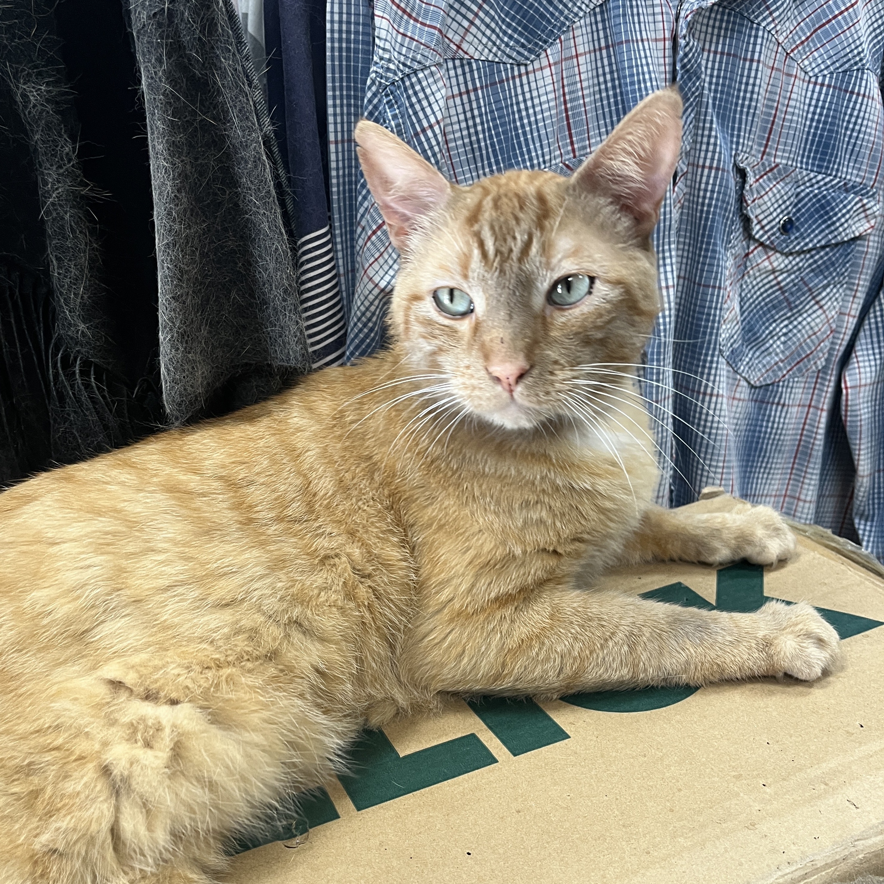 Enlarge Zeus (big boy sweetheart), a Adoptable Domestic Short Hair in Shingletown, CA image 3/6