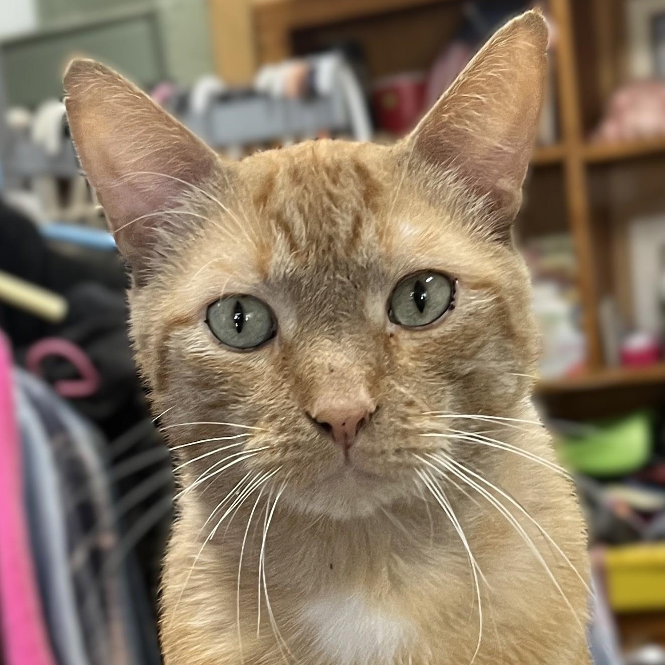 Zeus (big boy sweetheart)