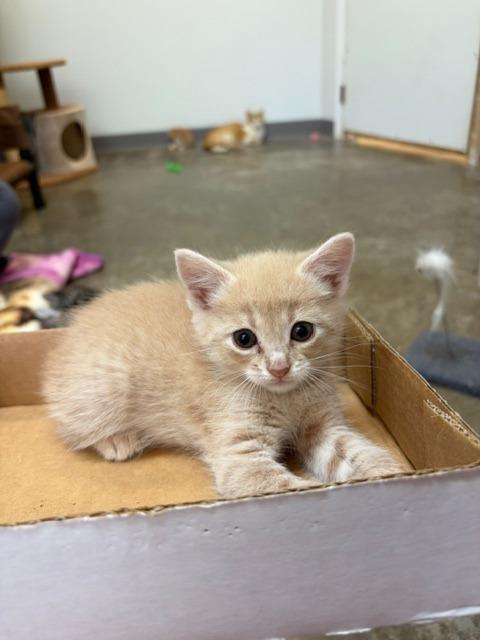 Nala, Adoptable, Kitten Female Domestic Short Hair.