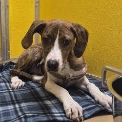 Mirabel, Adoptable, Puppy Female Hound & Mixed Breed.