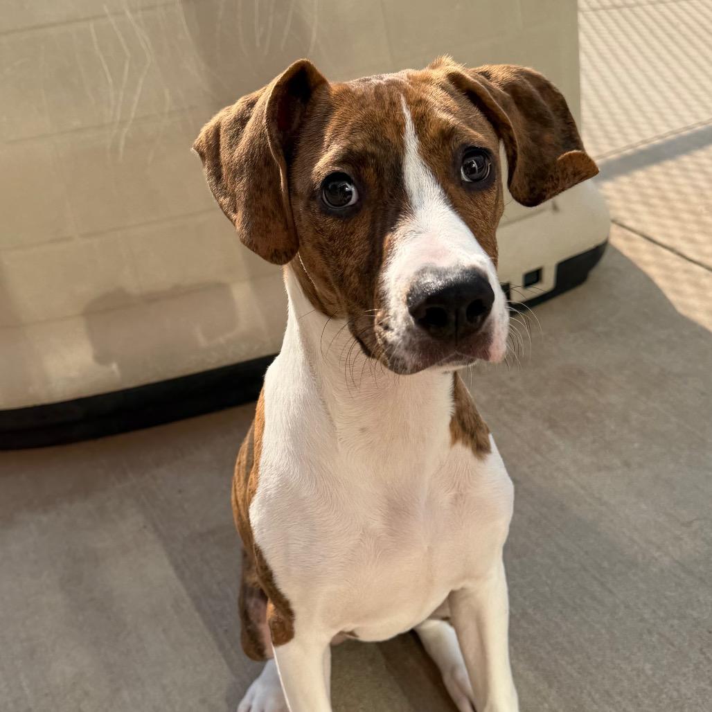 Enlarge Mirabel, a Adoptable mixed breed in Norman, OK image 2/2