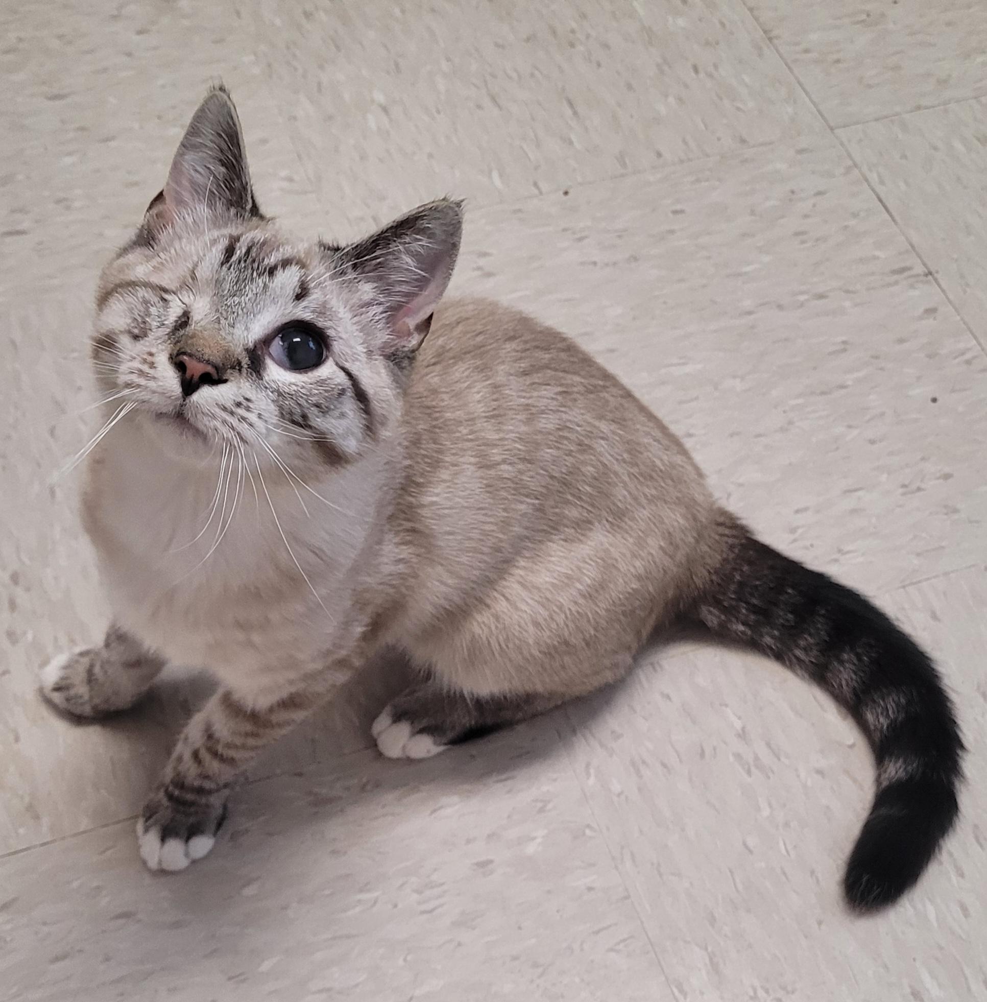 Enlarge Tide, a ADOPTABLE mixed breed in Shelbyville, TN image 2/3