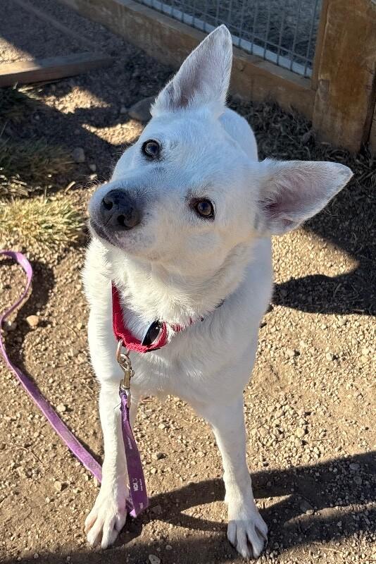 Esquia, a Adoptable mixed breed in Fort Collins, CO image 2/6